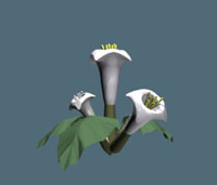 Moonflower