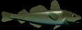 Cod