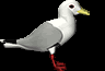 Kittiwake