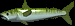 Mackerel