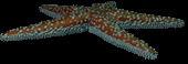 Starfish
