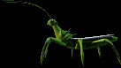 Macefly